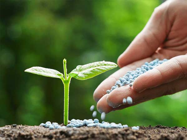 Mano aplicando fertilizante a planta joven, representando innovación y automatización industrial en el sector biotecnológico y de fertilizantes